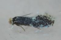 Ectoedemia
