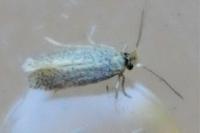Stigmella