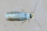 Stigmella