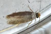 Stigmella