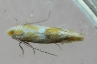 Bucculatrix
