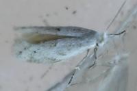 Bucculatrix