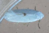 Pseudopostega
