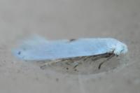 Pseudopostega