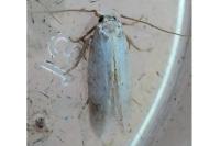 Pseudopostega
