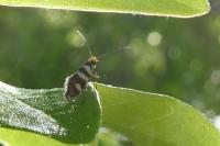 Micropterix allionella