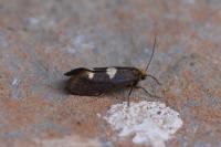 Incurvaria masculella