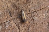 Coptotriche marginea
