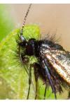 Adela reaumurella