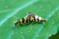 Micropterix rothenbachii
