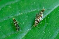 Micropterix rothenbachii
