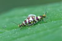 Micropterix rothenbachii