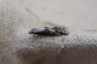 Blastodacna hellerella