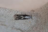 Blastodacna hellerella