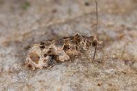 Lobesia botrana