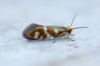 Micropterix schaefferi