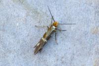 Micropterix schaefferi