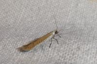 Aspilapteryx tringipennella