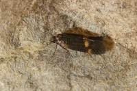 Borkhausenia minutella