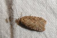 Agonopterix