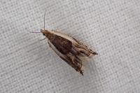 Ancylis apicella