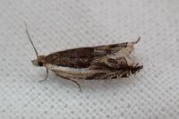 Ancylis apicella
