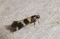 Denisia augustella
