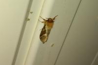 Korscheltellus lupulinus