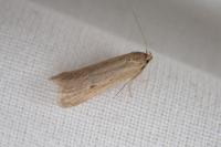 Deroxena venosulella