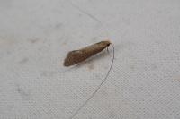 Nematopogon