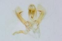 Platyedra subcinerea