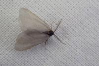 Rebelia plumella surientella