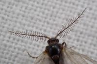 Rebelia plumella surientella