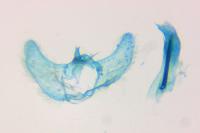 Aethes moribundana