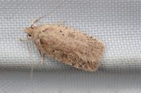 Agonopterix