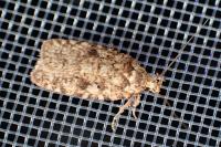 Agonopterix ferocella
