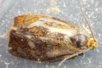 Ptycholoma lecheana