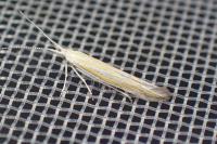 Coleophora vulnerariae