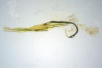 Coleophora vulnerariae
