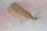 Deroxena venosulella