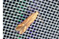 Metzneria aprilella