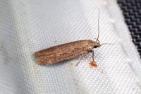Platyedra subcinerea