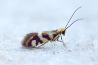 Micropterix schaefferi