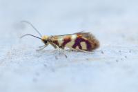 Micropterix schaefferi
