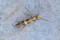 Micropterix schaefferi