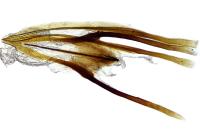 Cauchas rufifrontella