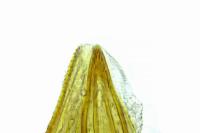 Cauchas rufifrontella