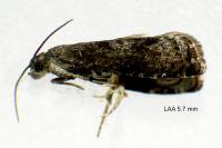 Grapholita funebrana