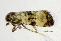 Cochylichroa atricapitana