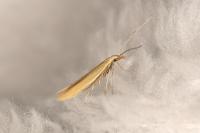 Coleophora